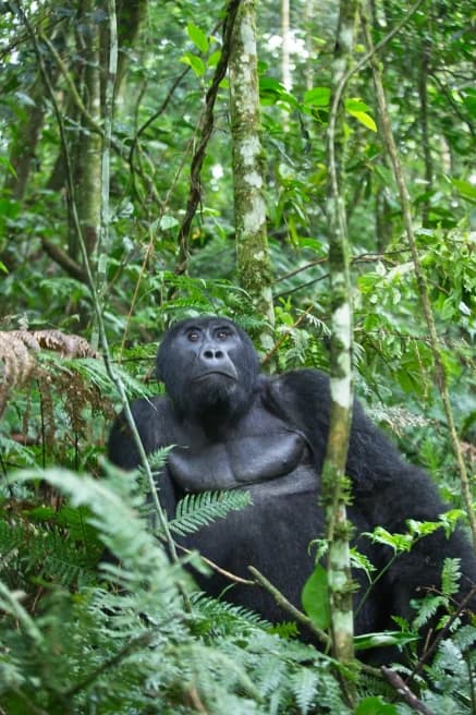 Uganda Gorilla Trekking Adventure — photo 1
